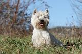 WESTIE 223